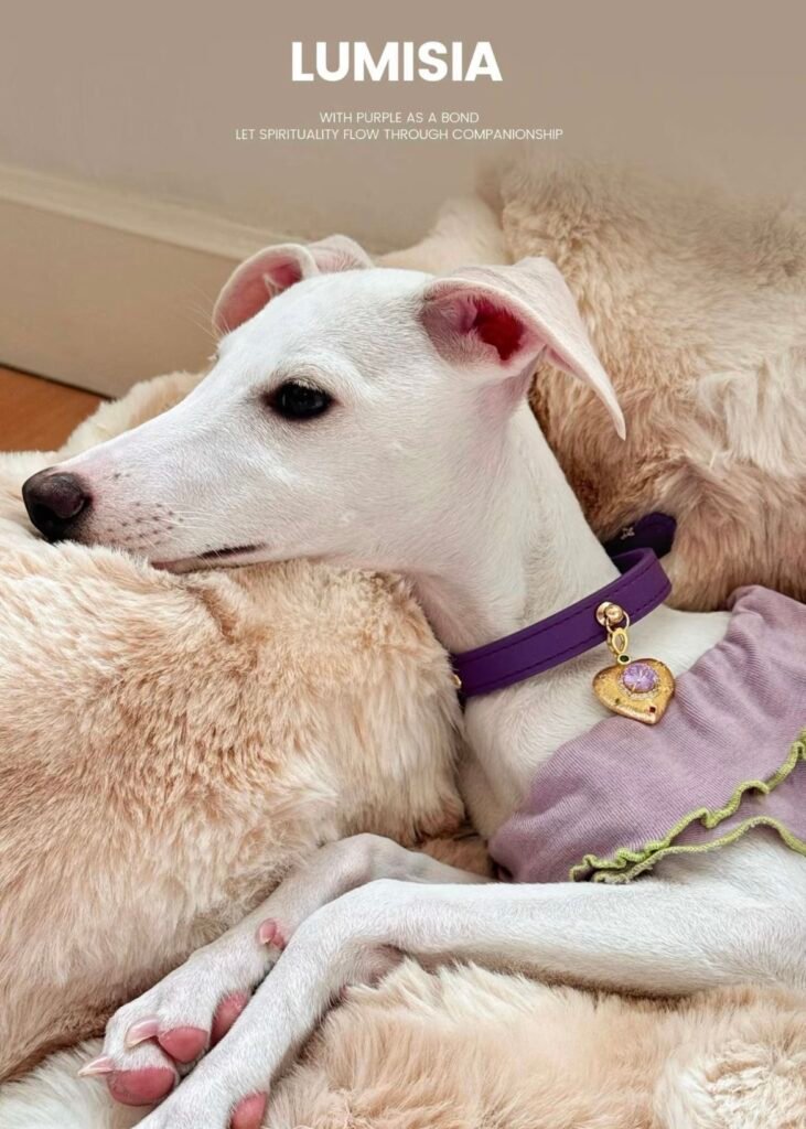 Deep Purple Crystal Dog /Cat Collar style 4