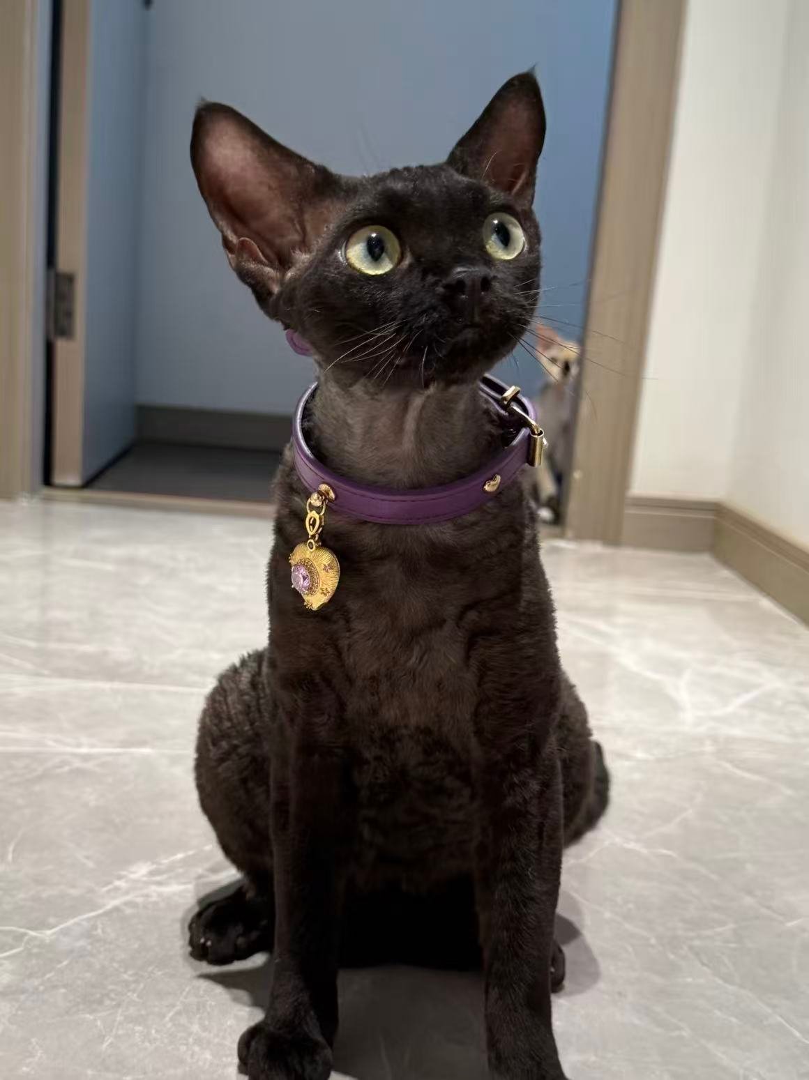 Deep Purple Crystal Dog /Cat Collar