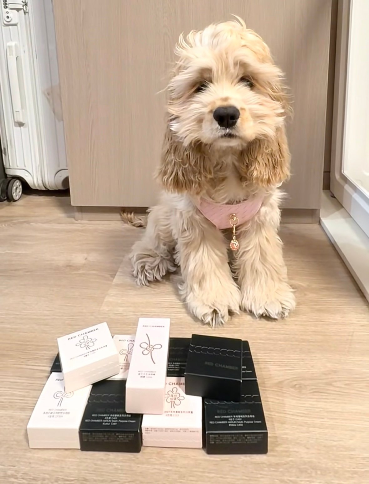 Luxury Sakura Pink Jewelry Dog/Cat Harness