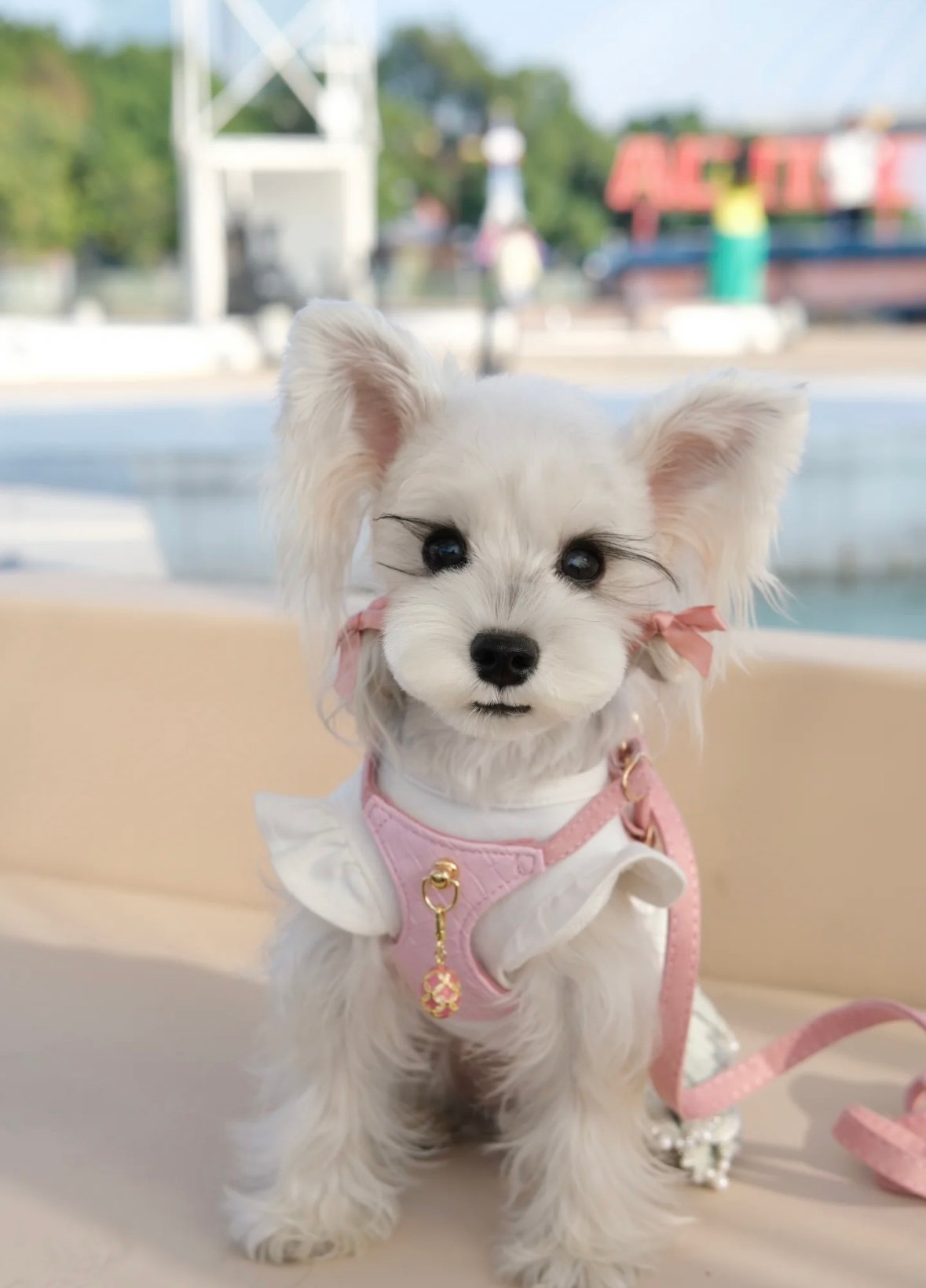 Luxury Sakura Pink Jewelry Dog/Cat Harness