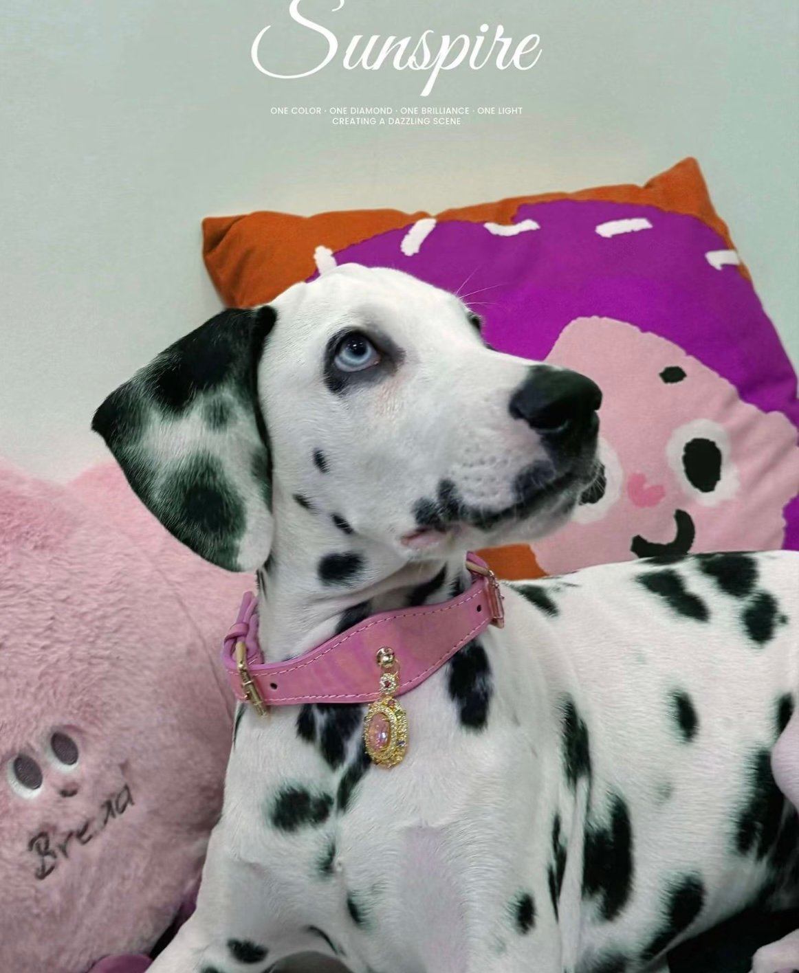 Pettrove customer pet
