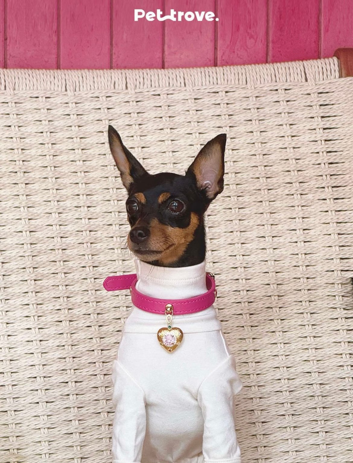Pettrove customer pet