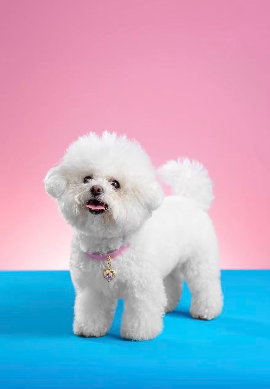 Light‑pink Rhinestone Collar for Cats & Dogs
