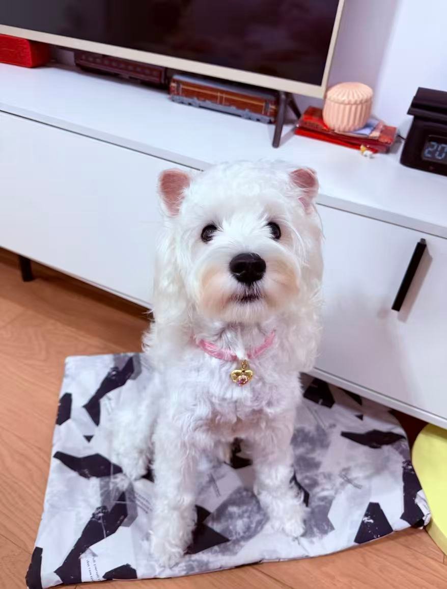 Light‑pink Rhinestone Collar for Cats & Dogs