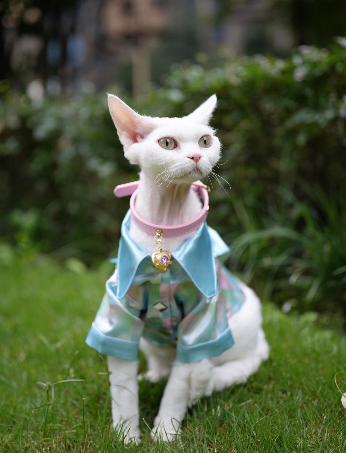 Light‑pink Rhinestone Collar for Cats & Dogs