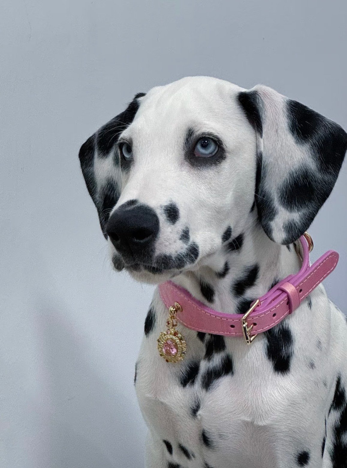 Cherry Blossom Pink Crystal Cat/Dog Collar