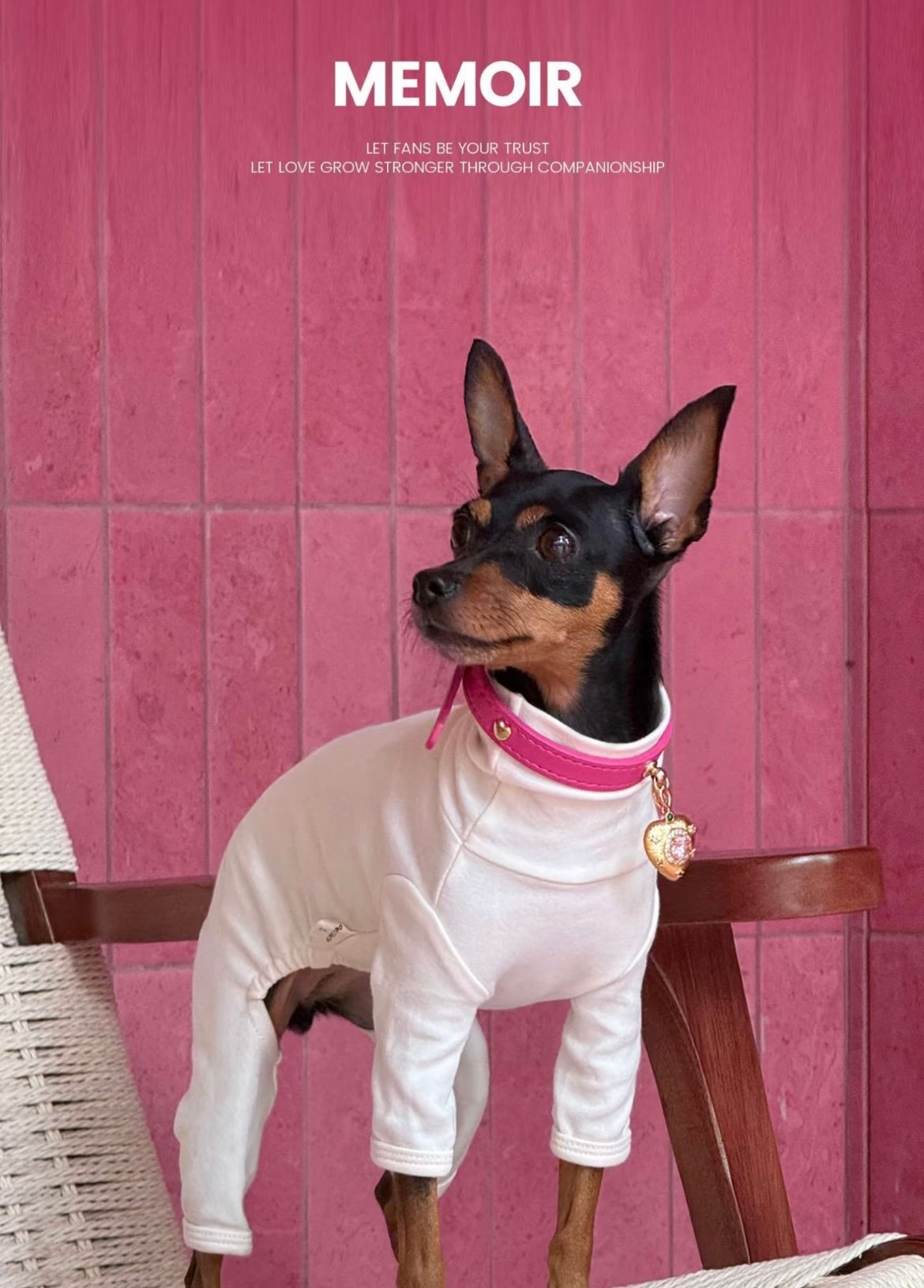 Pettrove pet wearing collar